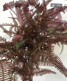 国产花材-【龙爪草】秋色（红）