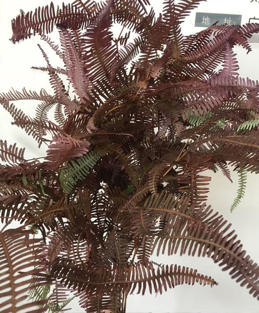 国产花材-【龙爪草】秋色（红） 商品图0