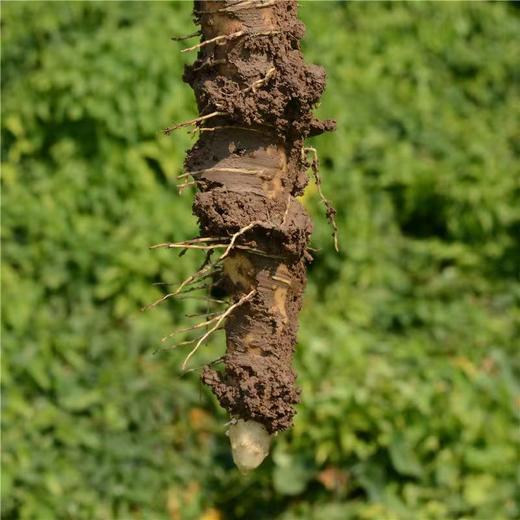 【好邻生活专属】温县垆土铁棍山药·当季采摘，山药味浓郁，粉糯香甜，顺丰京东包邮 商品图5