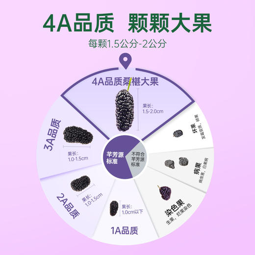 【桑椹干】干吃泡水干净无沙清甜可口浓香桑椹干 商品图1