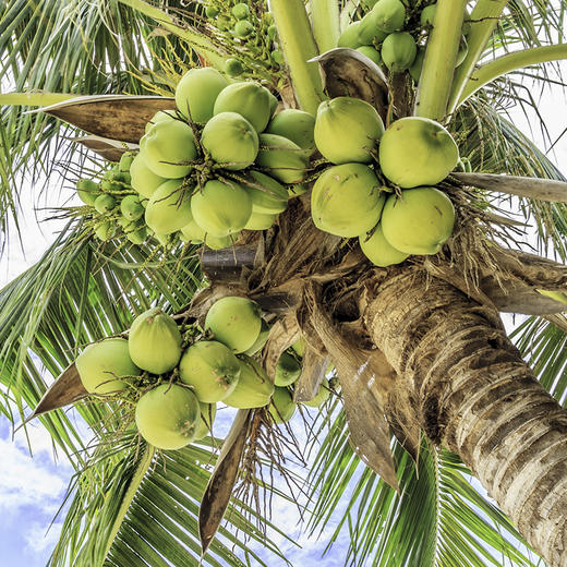 基地直发-椰子汁、纽尔可可椰子水！ 商品图4