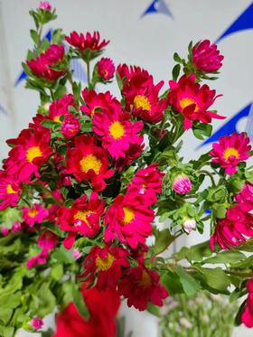 配花 | 迷你菊红(轻微瑕疵不售后,介意慎拍)