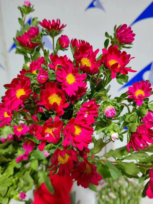 配花 | 迷你菊红(轻微瑕疵不售后,介意慎拍) 商品图0