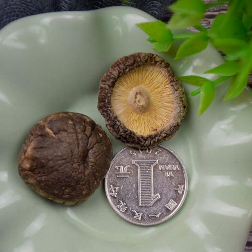长岭尖原木金钱菇168g*2袋 商品图2