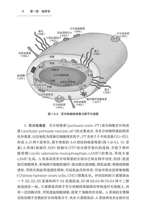 百日咳防治手册 尹遵栋 徐爱强 乙类急性呼吸道传染性疾病 诊断治疗疫苗免疫预防措施防治知识普及 人民卫生出版社9787117350488 商品图4