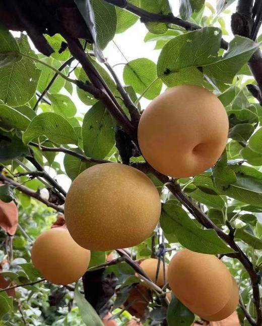 周二配送！莱西秋月梨，大果，糖度12，6-7粒礼盒，约6斤 商品图1