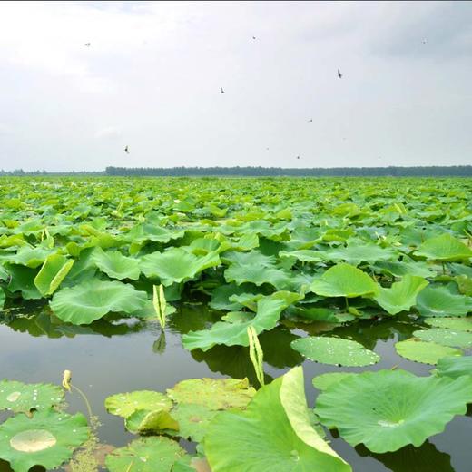 湖区有机粉藕 商品图7