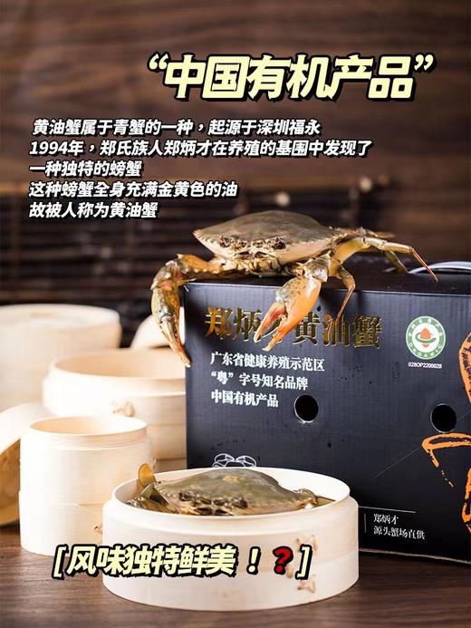 有机膏油黄油蟹028（郑炳才） 商品图3