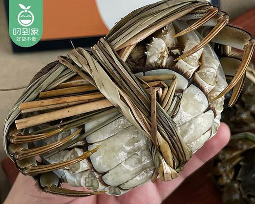 【预售-12月19日配送】江苏大闸蟹礼盒（公母各4只）/1箱（共8只，公蟹单只190g-205g，母蟹单只140g-160g） 商品图2