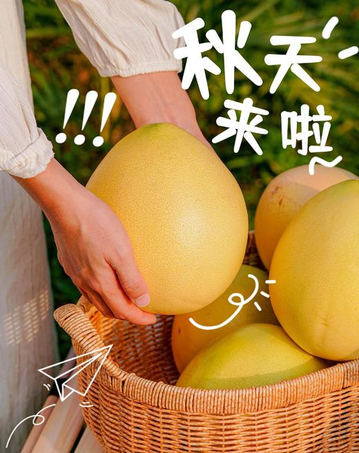 柚中之冠！【四大名柚】琯溪蜜柚 白柚/三红柚/红心柚/黄金柚 果大皮薄 柔软酸甜 汁水充足 一次性体验所有蜜柚~ 商品图4