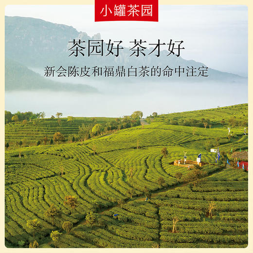 小罐茶园 彩标系列陈皮白茶120g（24饼） 商品图1