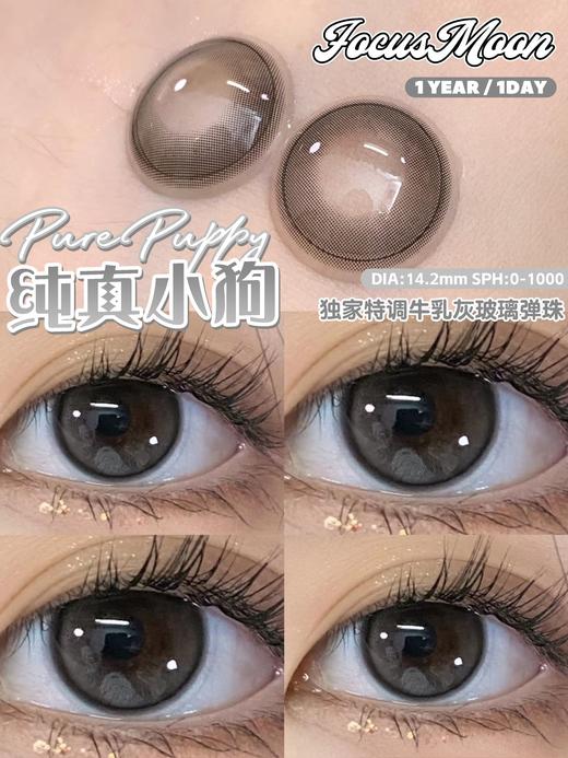 focusmoon日抛 纯真小狗 灰 14.2mm 日抛无售后！！有同款年抛 商品图4