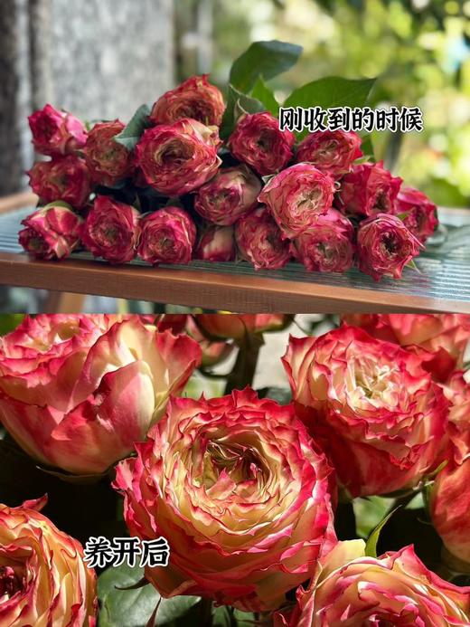 【AB级苹果杰克玫瑰.第二份减10元】10支/份 长约60-65cm 商品图2