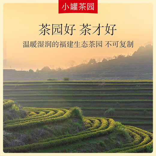 小罐茶园 彩标系列花香小种红茶100g 商品图1