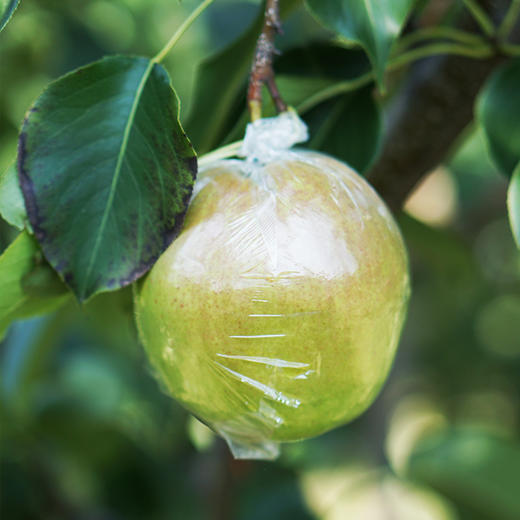 超特礼盒装山西小西天隰县正宗玉露香梨8颗礼盒装 商品图7