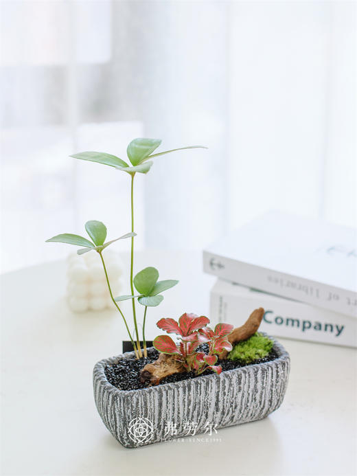 墨西哥组合盆栽 商品图0