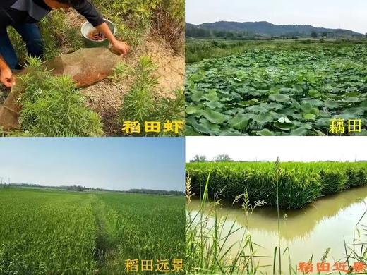 金伶俐·紫米（1000克） 商品图2