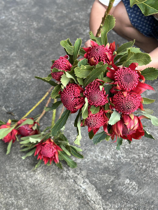 南非进口花材海神花鲜切花 商品图4