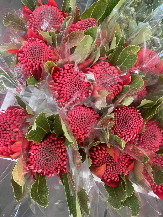 【贵族之花】海神花  单枝 商品图11