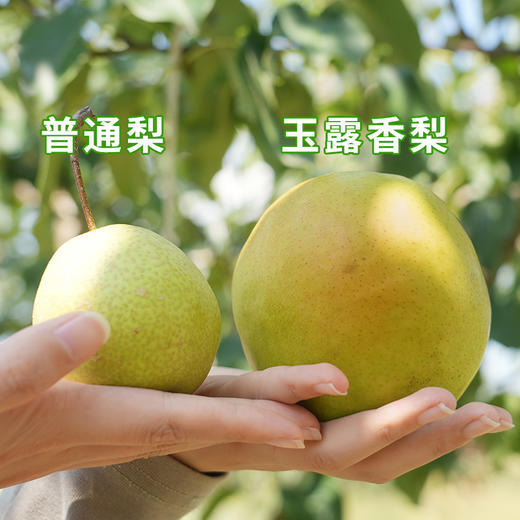 超特礼盒装山西小西天隰县正宗玉露香梨8颗礼盒装 商品图4
