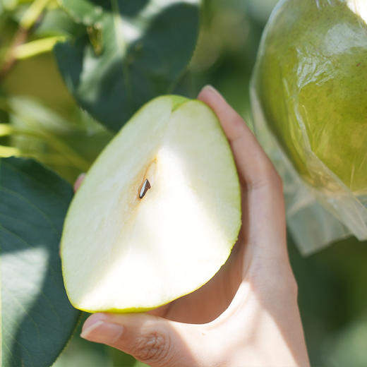 超特礼盒装山西小西天隰县正宗玉露香梨8颗礼盒装 商品图2