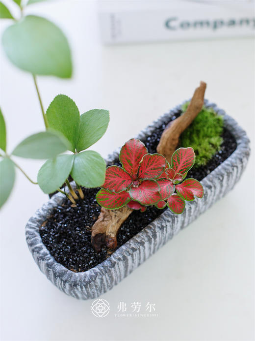 墨西哥组合盆栽 商品图1