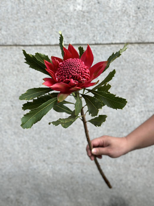 南非进口花材海神花鲜切花 商品图8