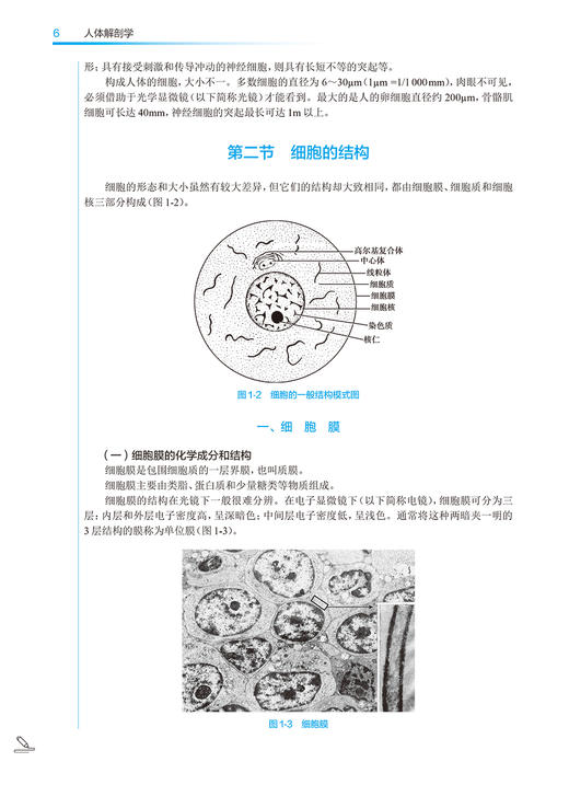 人体解剖学 第5版 陈晓杰 孟繁伟 全国中医药高职高专教育教材 供中医学针灸推拿护理等专业用 人民卫生出版社9787117349260 商品图3