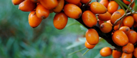  它被成吉思汗誉为“长寿果”，一颗小果子，竟有428种活性营养植物！ 