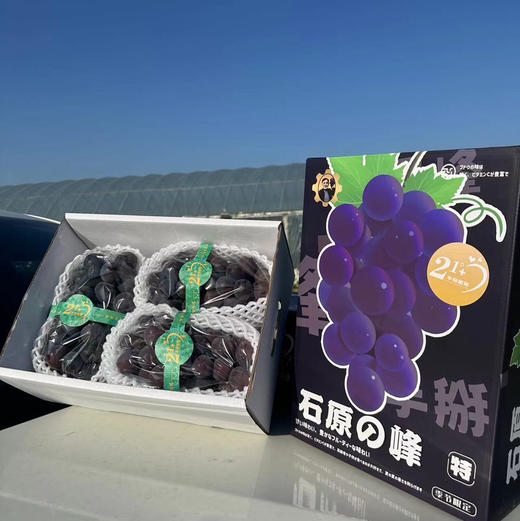 石原巨峰峰尤君葡萄新鲜到货，甜蜜多汁，简直是葡萄控的福利，颗粒硕大 果子超硬果粉很足 商品图4
