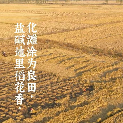 【隆平农场大米】隆平芯米助农耐盐碱地蟹稻共生大米正规授权产地直发5KG 商品图3