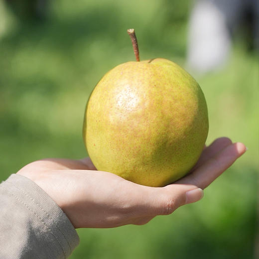 超特礼盒装山西小西天隰县正宗玉露香梨8颗礼盒装 商品图1