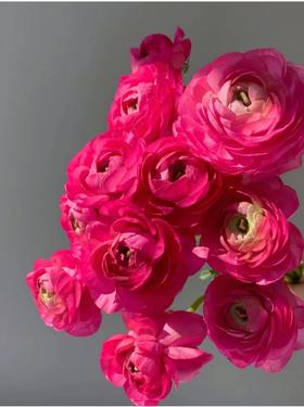 配花 | 洋牡丹弗洛伊德【反季节，介意慎拍】
