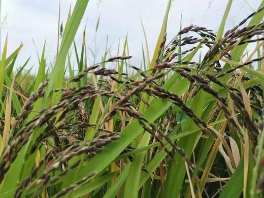 金伶俐·紫米（1000克） 商品图1