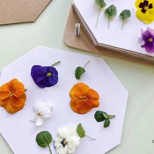 法国 Moulin Roty 茉兰若缇 花园系列花花标本制作木框 	712210 商品图4