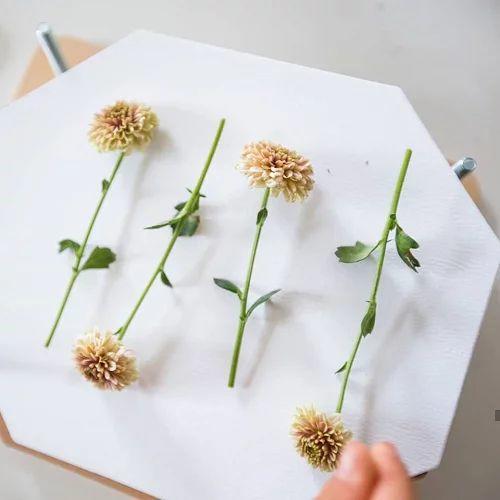 法国 Moulin Roty 茉兰若缇 花园系列花花标本制作木框 	712210 商品图5