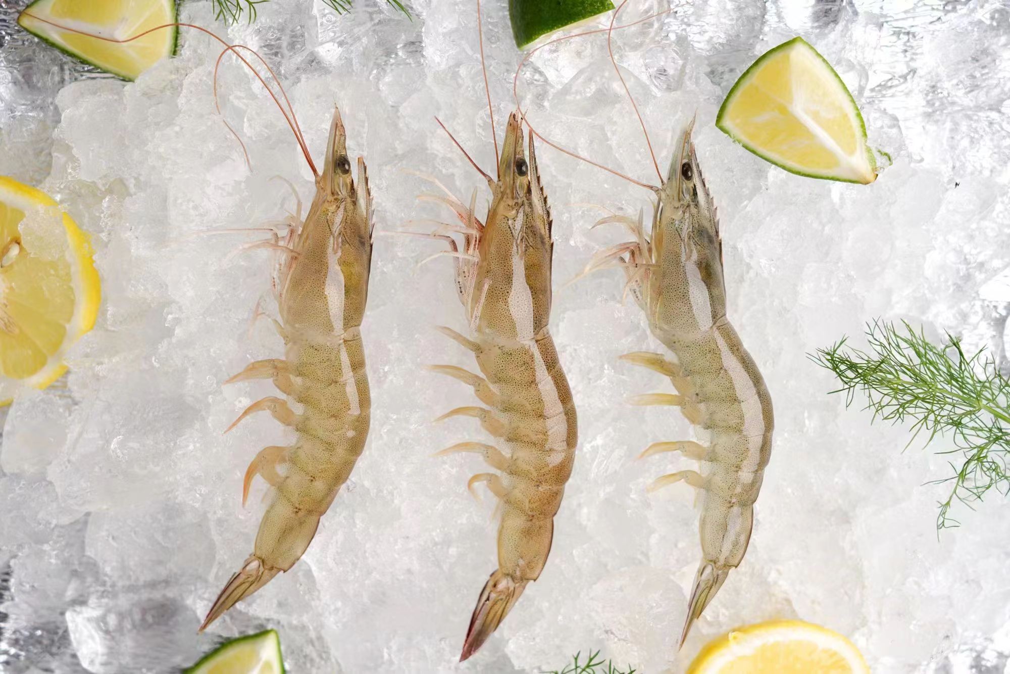 安全的虾，有机盐田虾 上市了