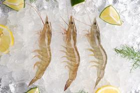 安全的虾，有机盐田虾 上市了