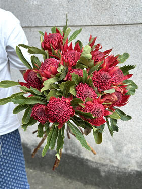 南非进口花材海神花鲜切花