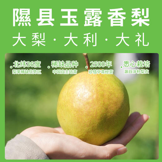 超特礼盒装山西小西天隰县正宗玉露香梨8颗礼盒装 商品图5