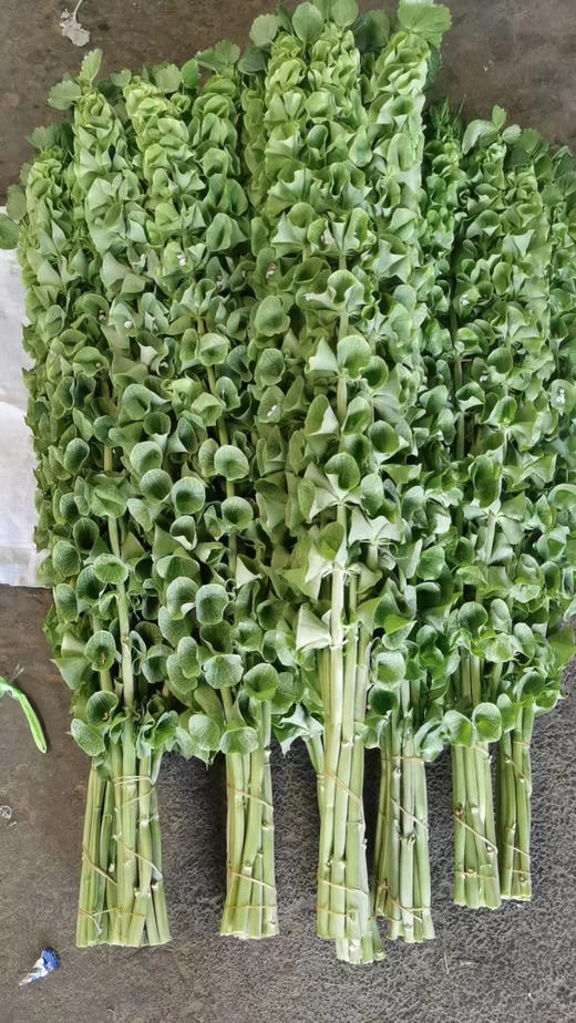 【妩媚多娇】贝壳草  若干枝/扎 商品图9