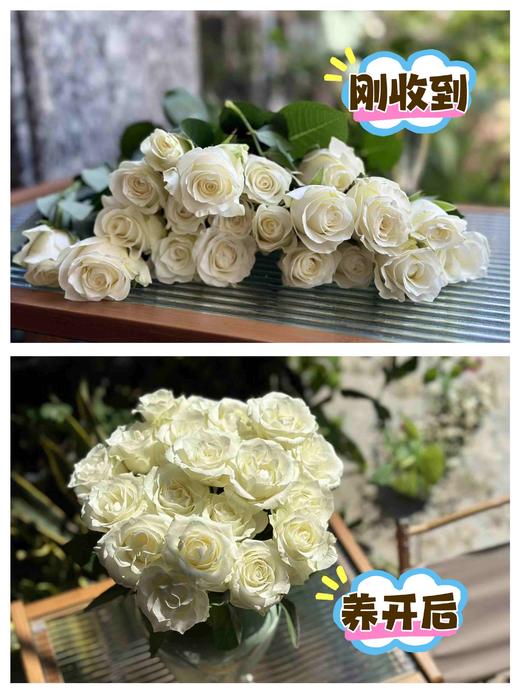 【AB级骄傲玫瑰.第二件减10元】10支/份 长约60-65cm 商品图2