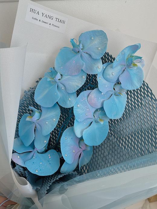 人鱼姬蝴蝶兰·花束 商品图1