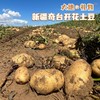 新疆地标美食【大地的礼物】新疆奇台开花土豆 皮薄 口感细腻粉糯 商品缩略图2