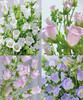 【感恩 温柔的爱】风铃花  多色可选  若干枝/扎 商品缩略图0