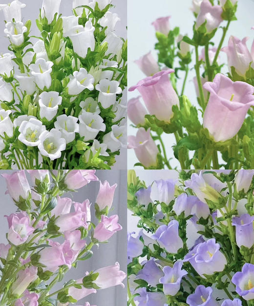 【感恩 温柔的爱】风铃花  多色可选  若干枝/扎 商品图0