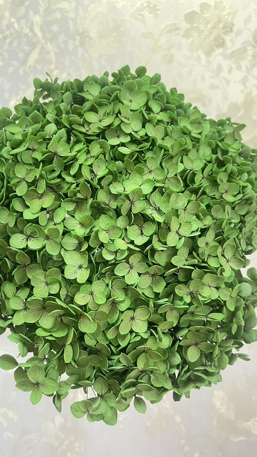 【干花~永生花】绣球（墨绿色）单枝 商品图0