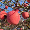 甄源|陕西洛川红富士苹果脆甜多汁5斤9斤中果大果 商品缩略图8
