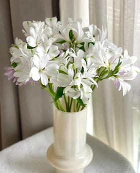 配花 | 六出花艾思