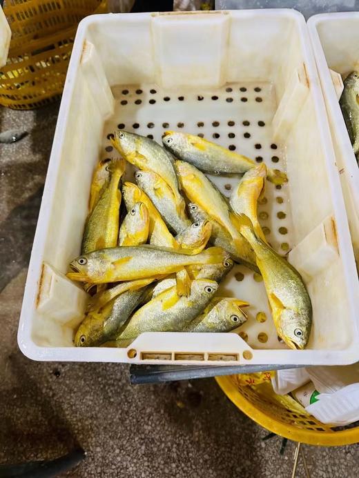 鲜嫩小黄鱼4条装550克/包 商品图4